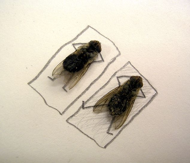 dead_flies_art_03